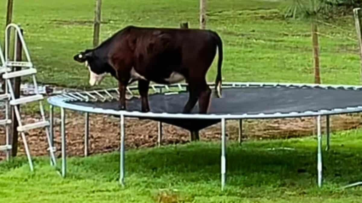 Curious Cow Named Tippy Gets Stuck in Trampoline