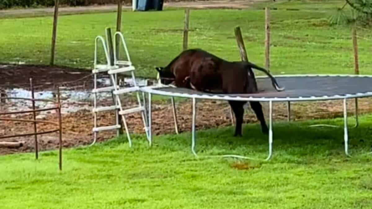 Curious Cow Named Tippy Gets Stuck in Trampoline