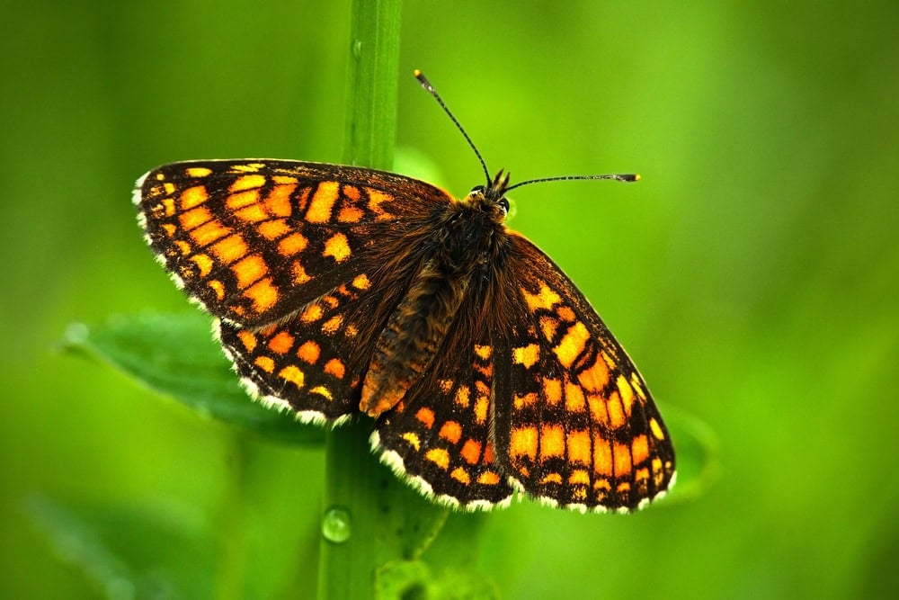 fritillary butterfly
