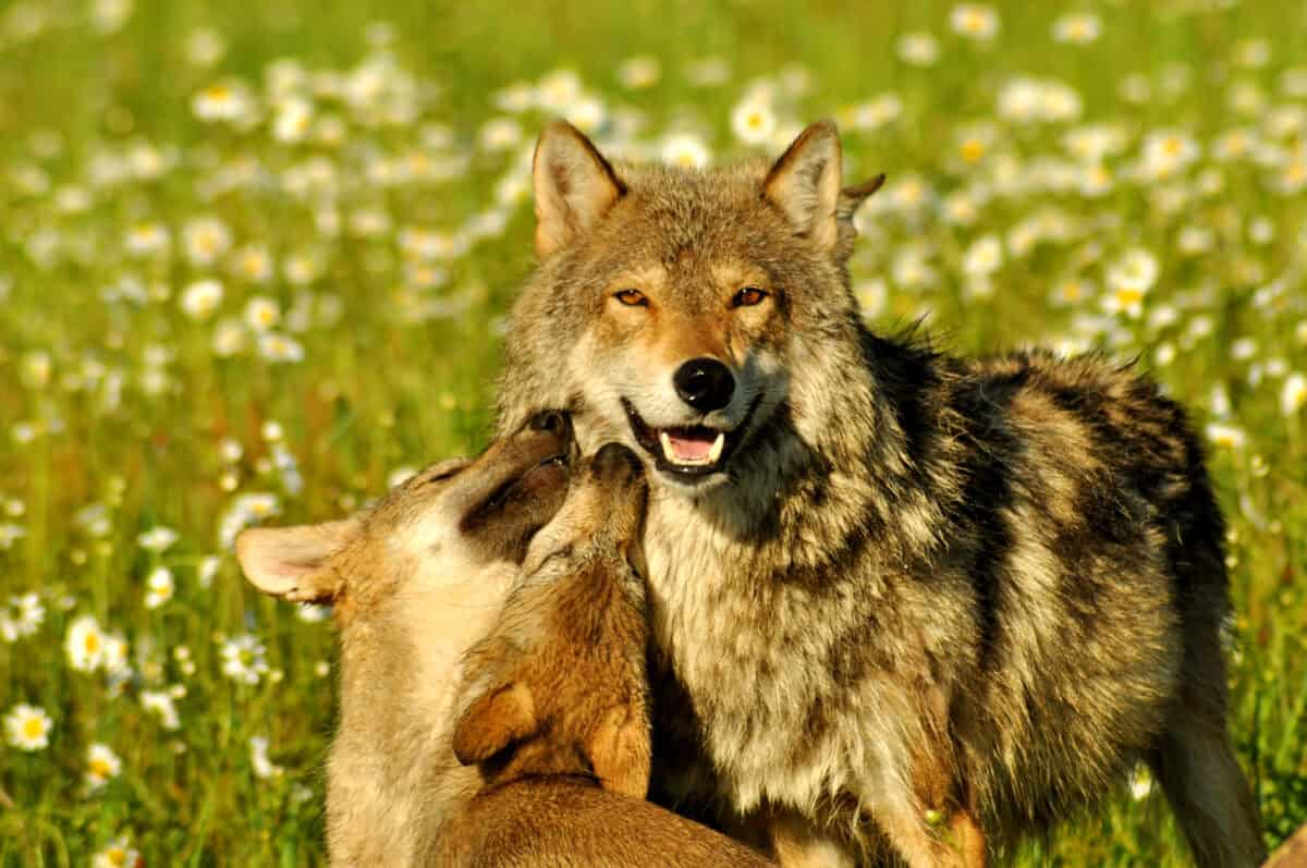 One-Eyed Yellowstone Wolf Celebrates 10th Litter of Pups