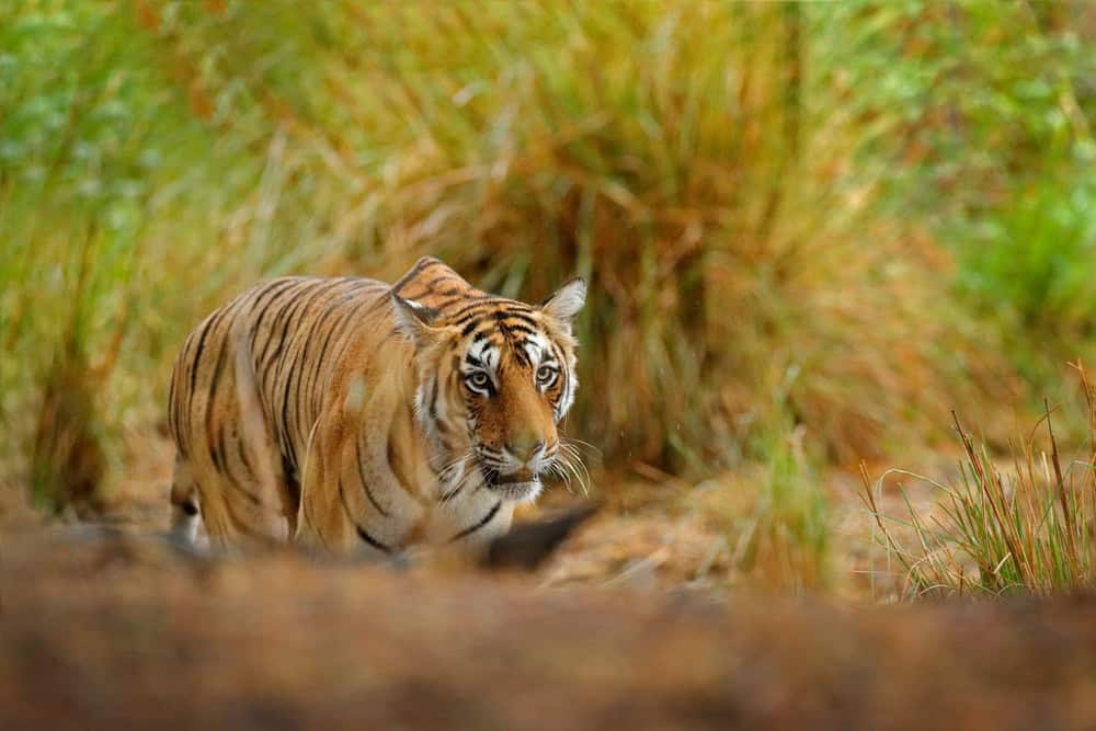 Tiger hidden in lake grass