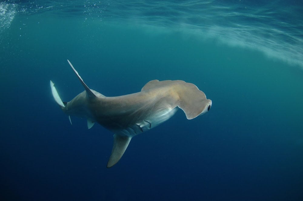 Hammerhead Shark Image via Depositphoto