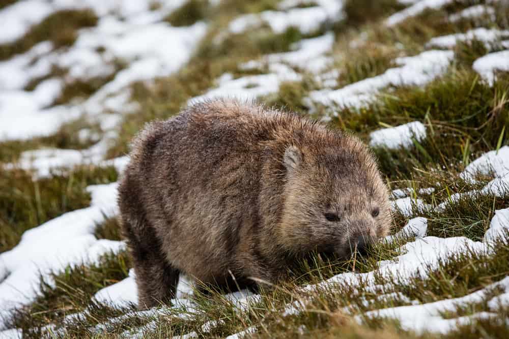 Wombat in Snow
