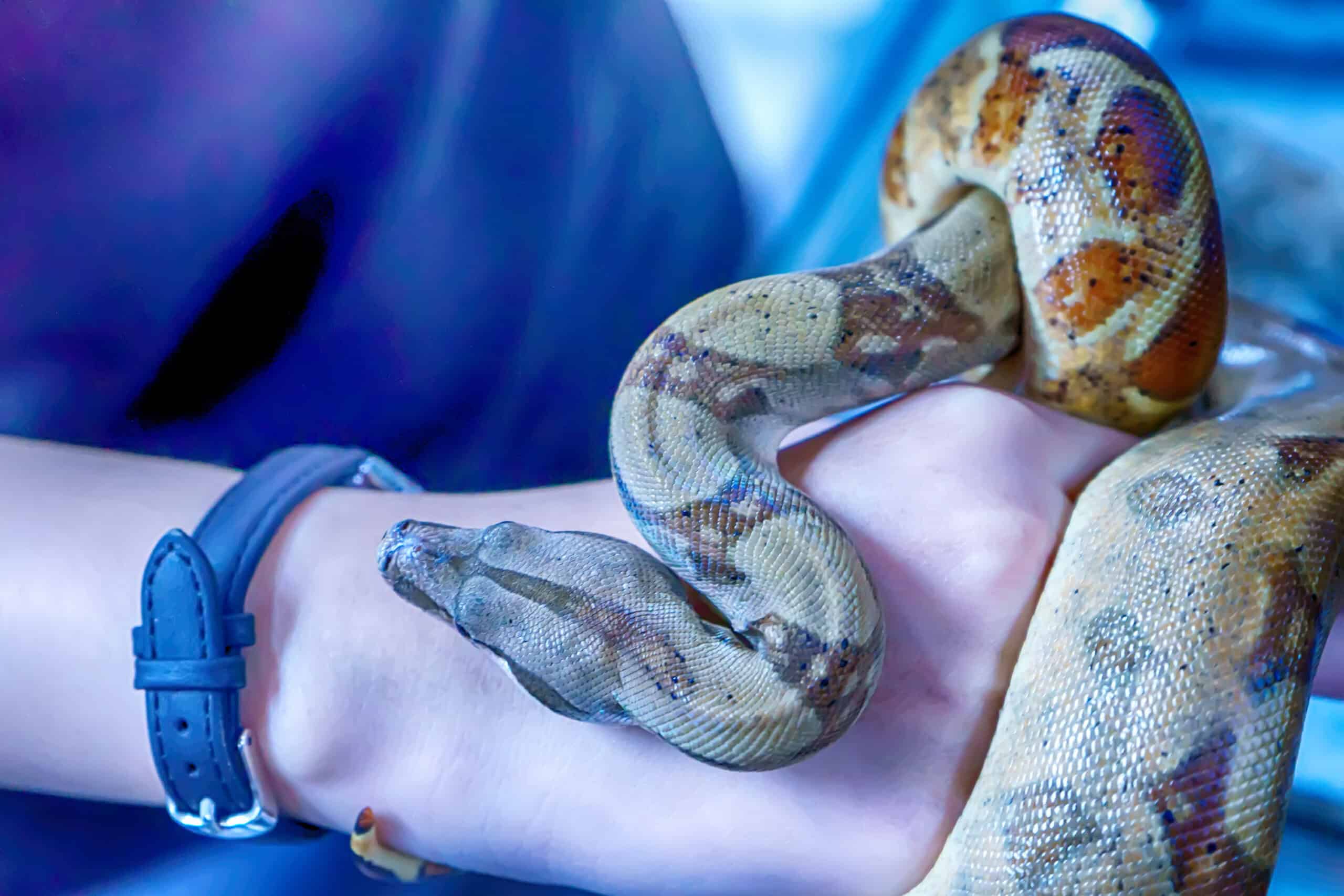 python on mans hand