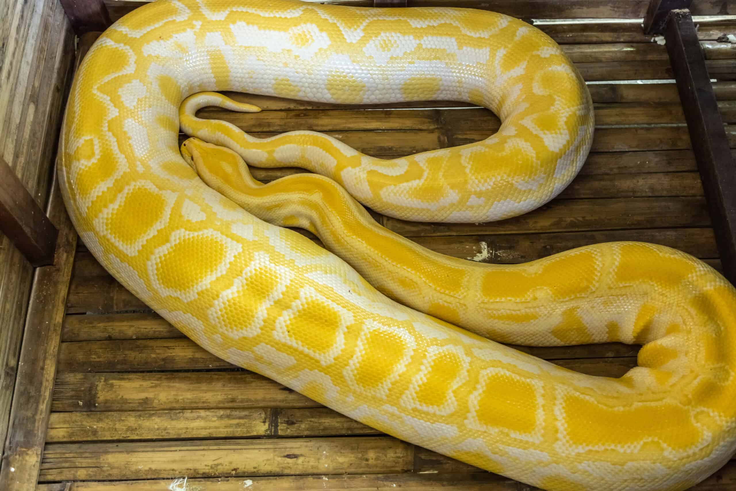 yellow albino python