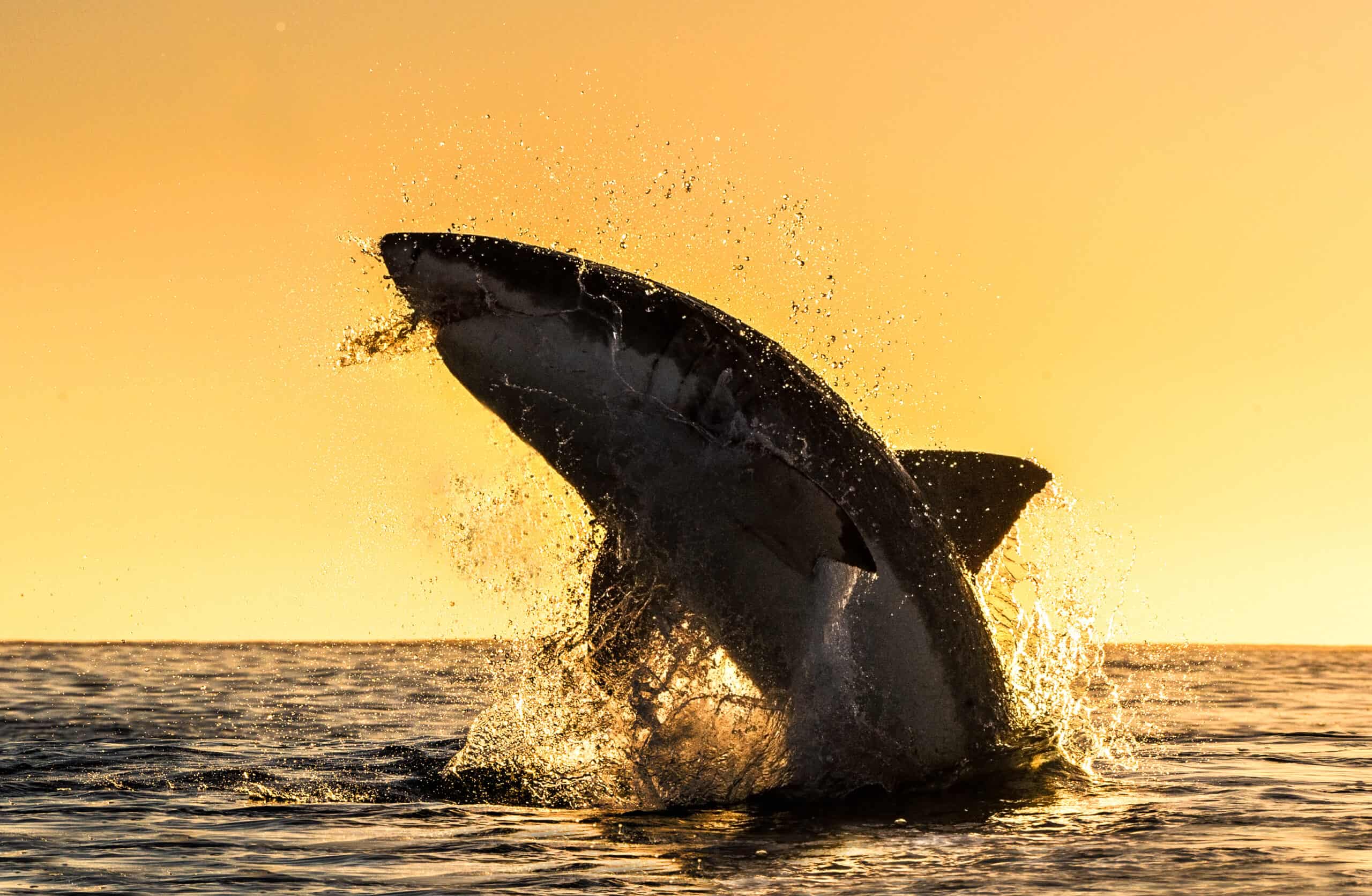 Great White Shark Alabama
