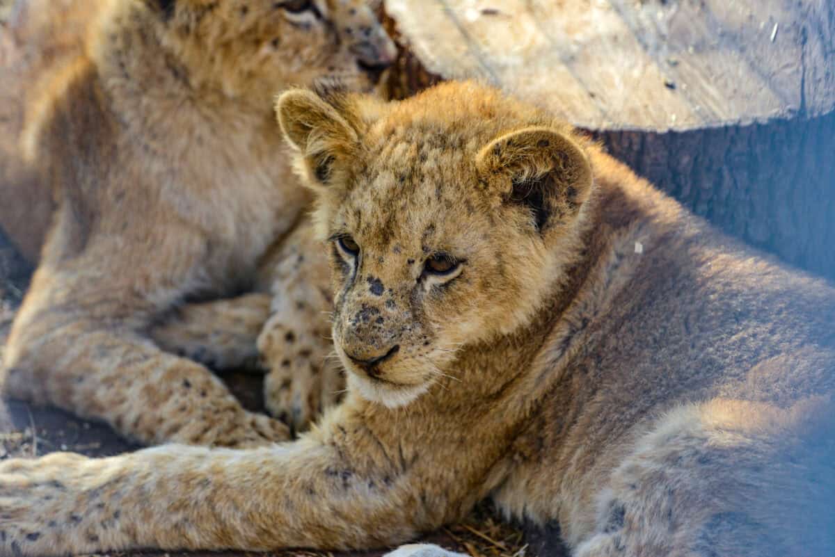 captive lion cubs