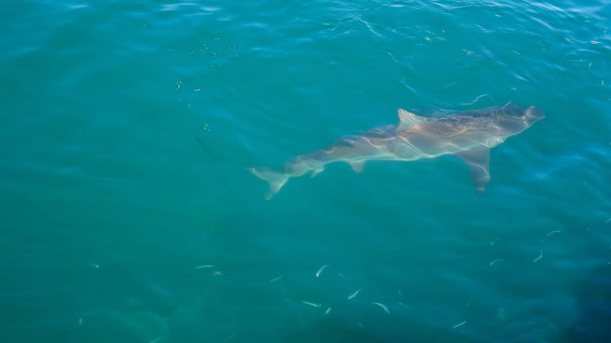 copper shark