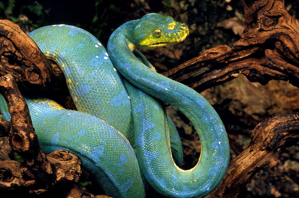 New Guinea Green Tree Python