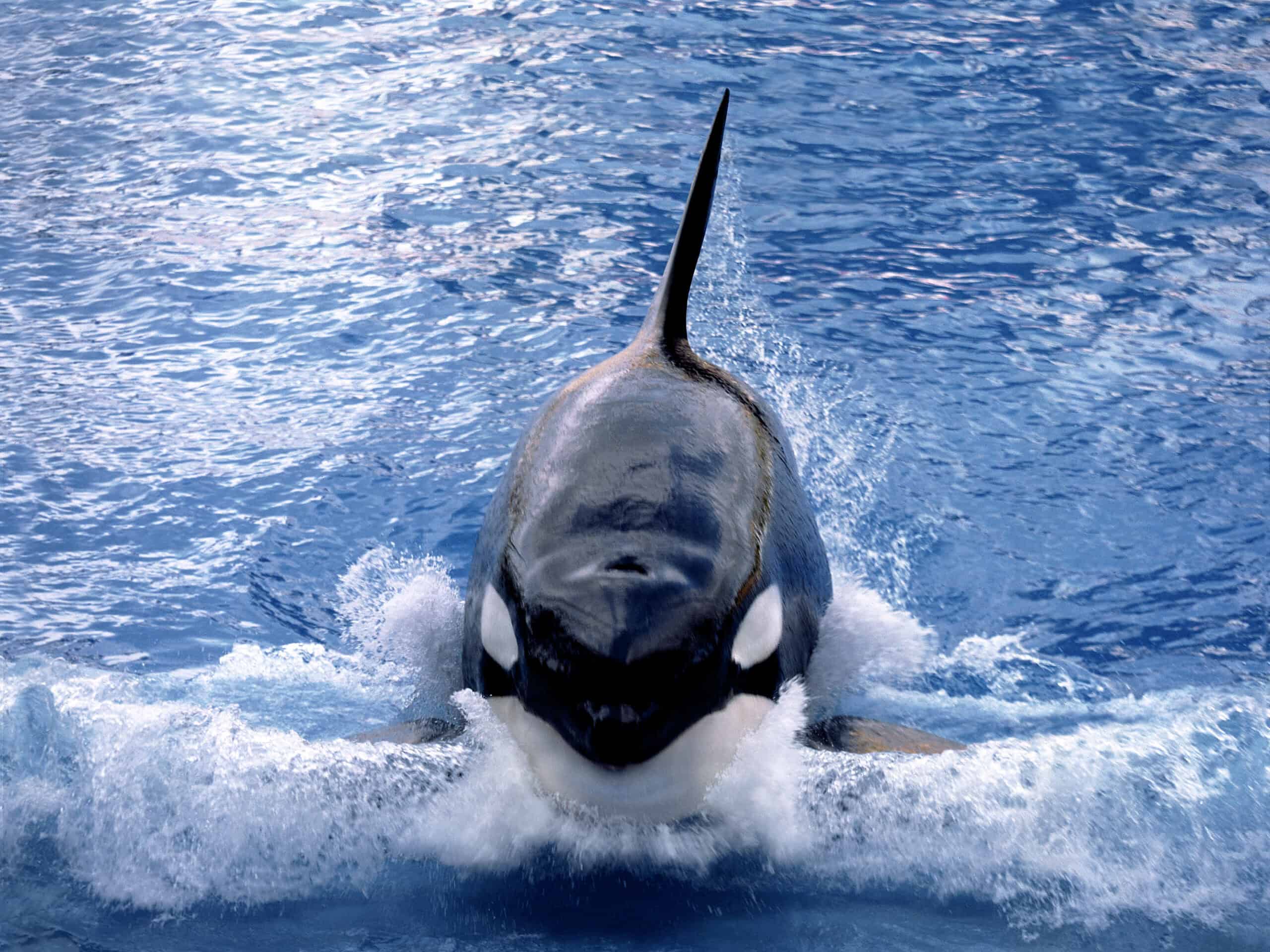 Orcas Stalk Blue Shark