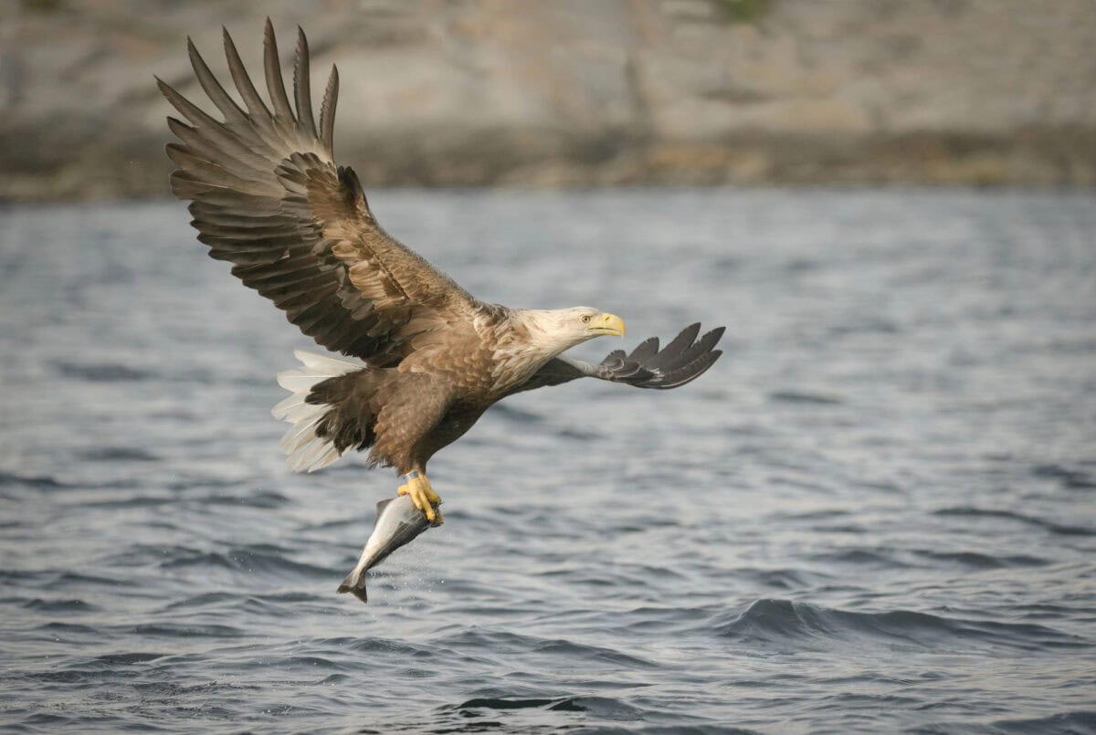 eagle catching fish
