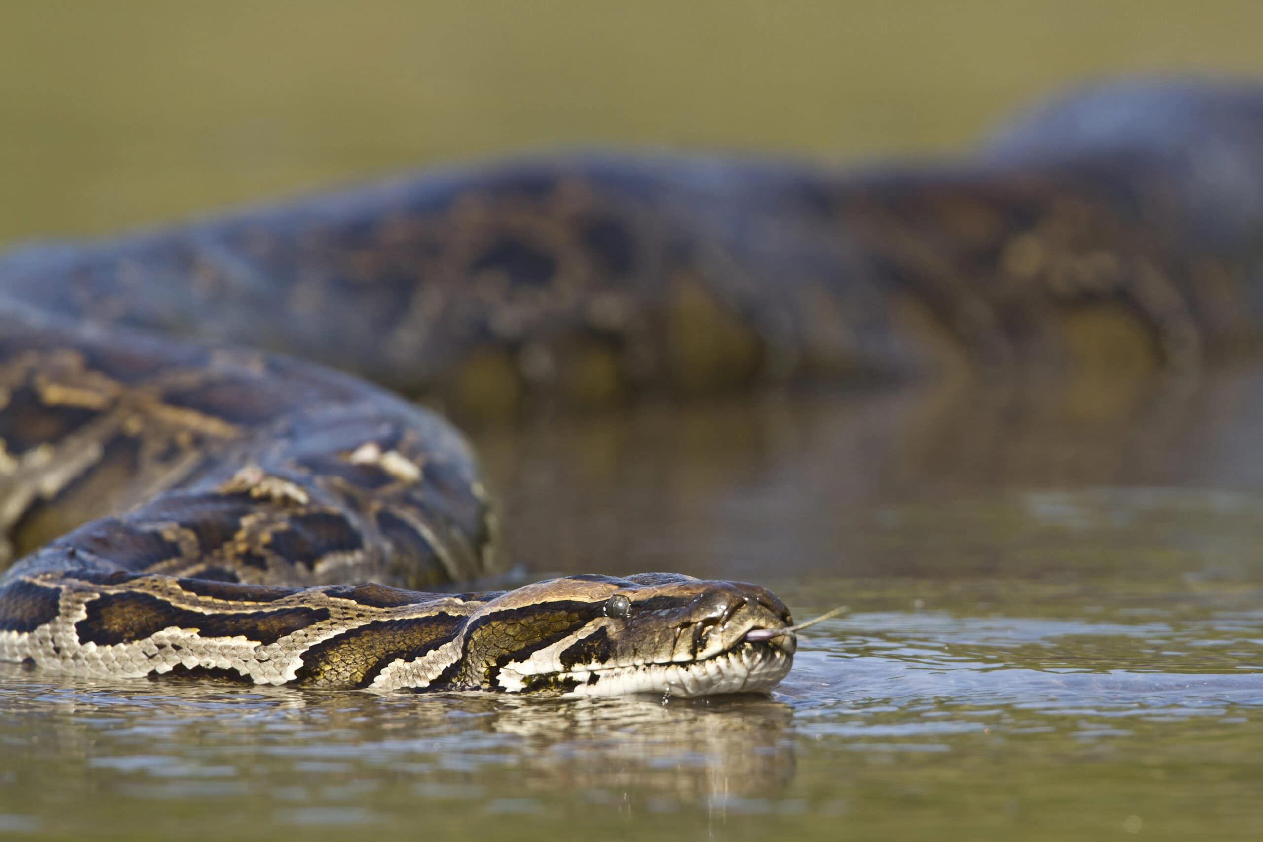 python in water