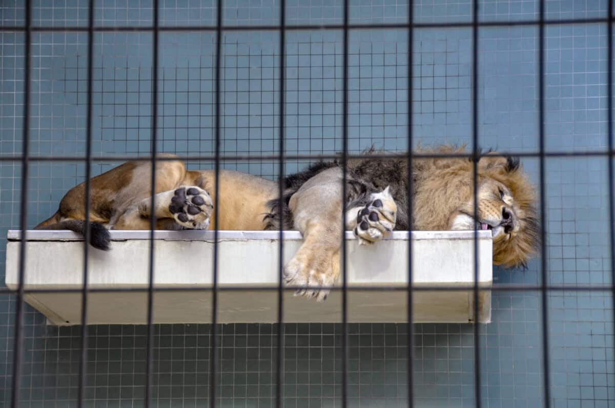 sleeping lions in small cage