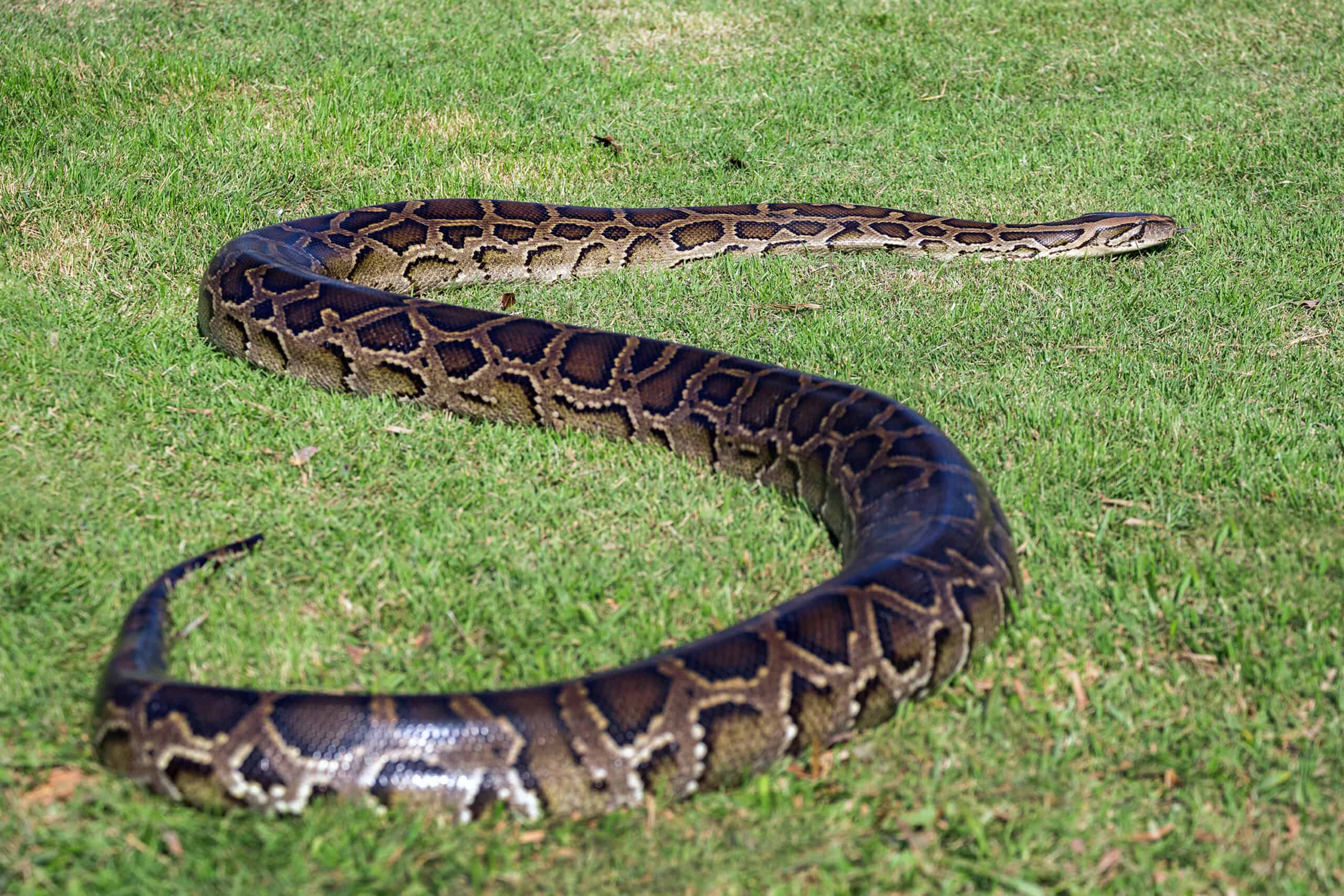 Python lying in the sun on the grass.