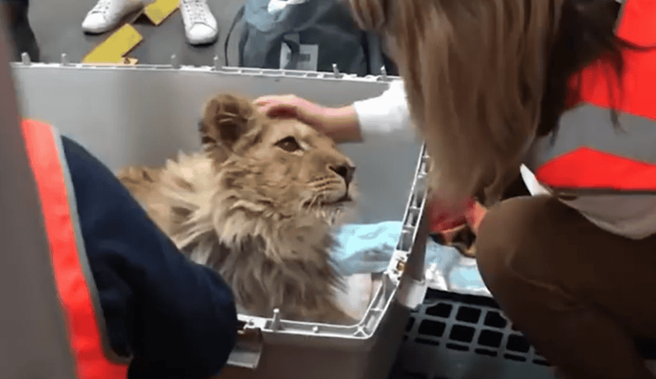 Simba the injured Russian lion rescued