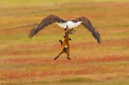 Bald Eagle Snatches 6-Pound Rabbit from Baby Fox Mid-Hunt