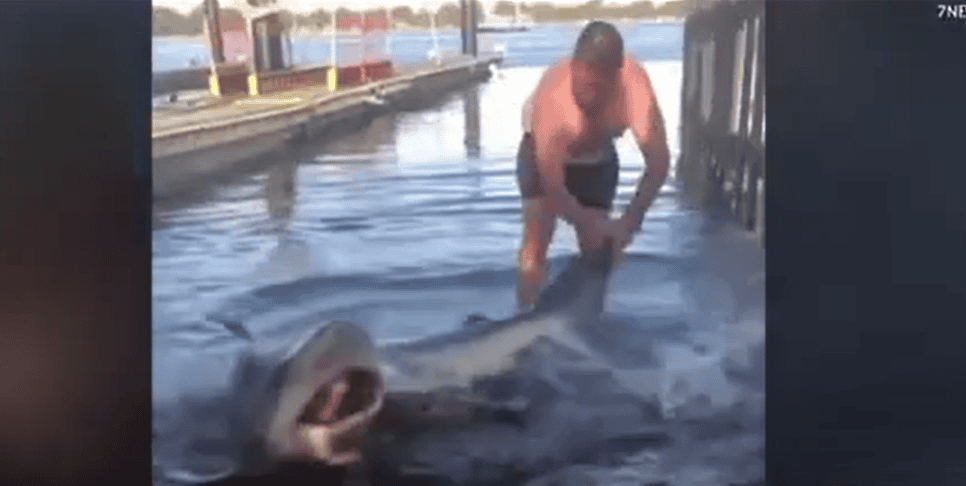 Man holds on to bronze whaler shark