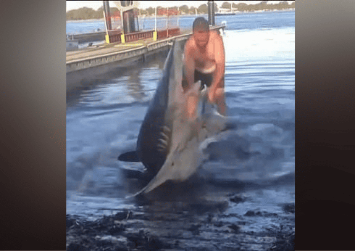 bronze whaler shark fights with man