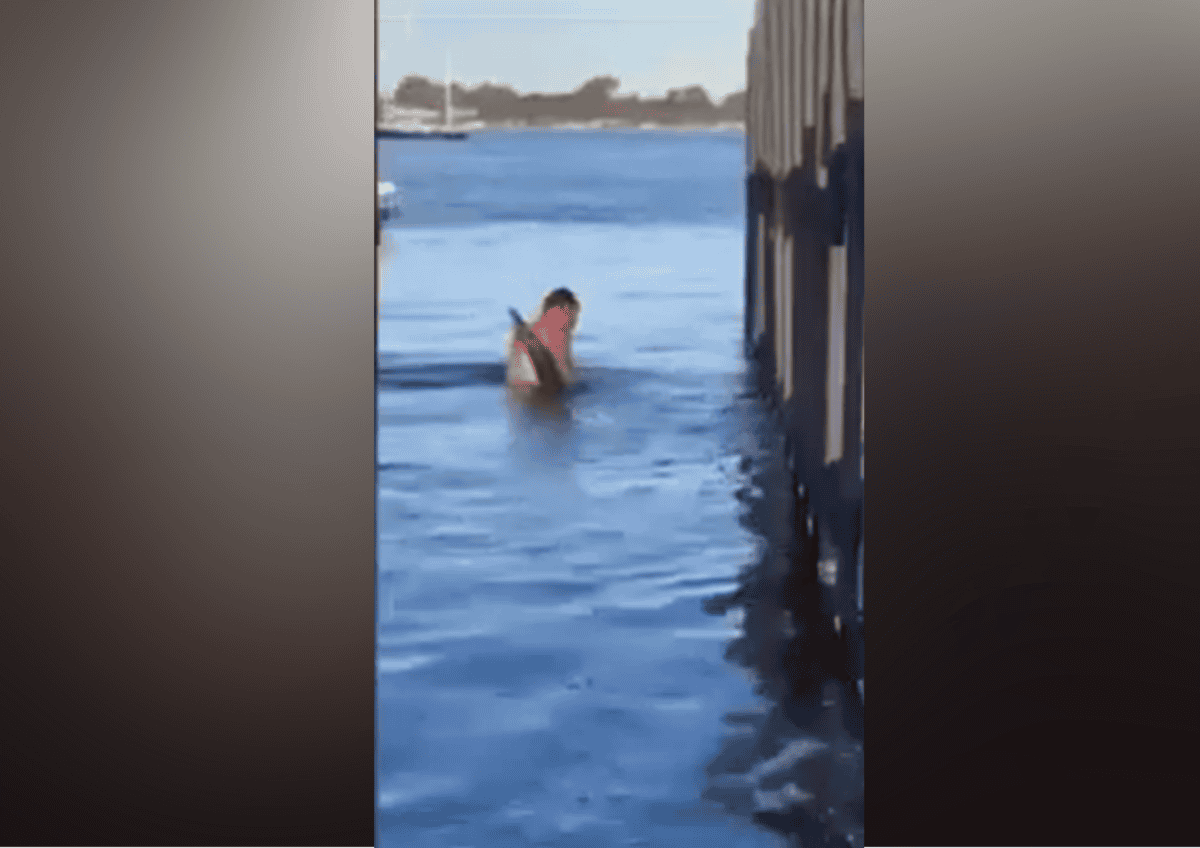 man carries bronze whaler shark into water