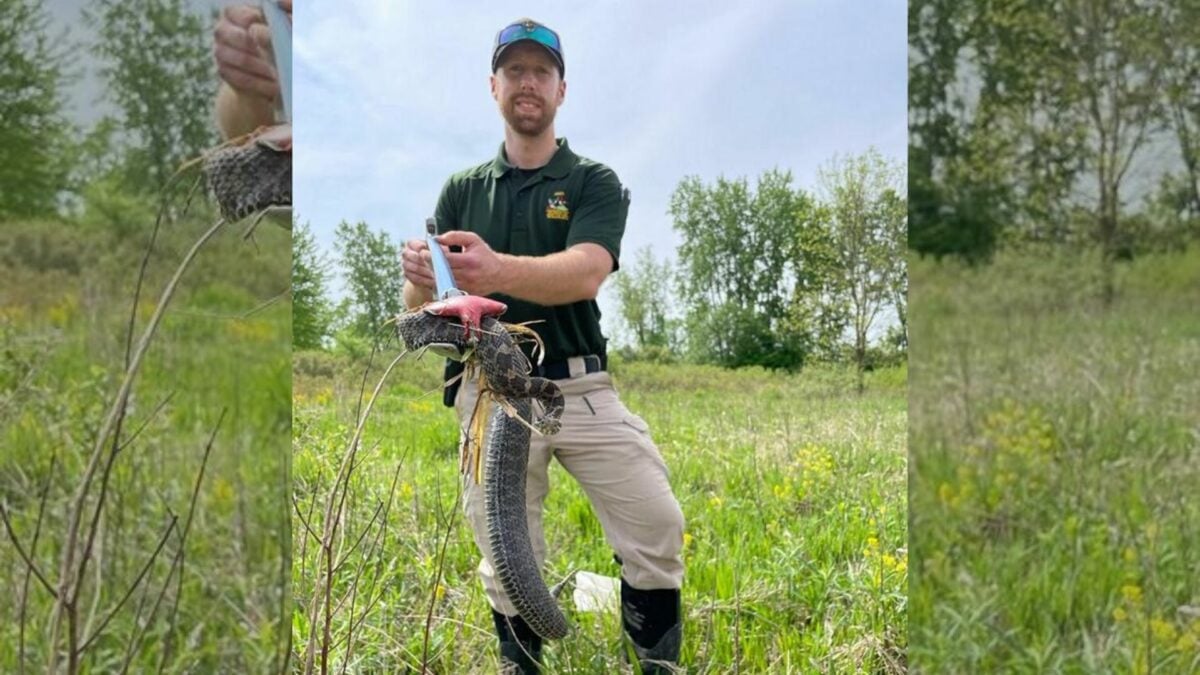 Highly Toxic Eastern Massasauga Rattlesnake Found in Ohio