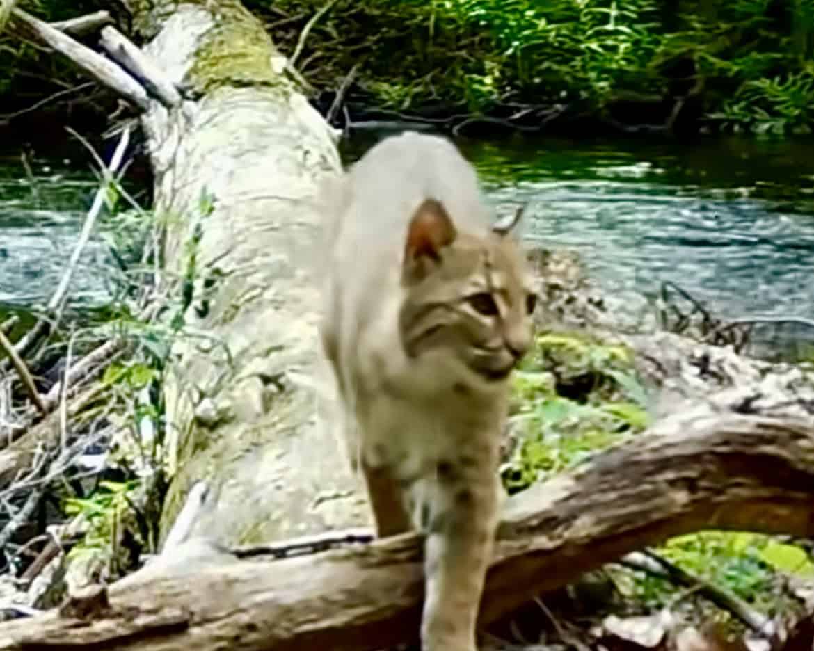 Secret Trail Camera Captures Diverse Wildlife Using “Secret Log” in Worcester County