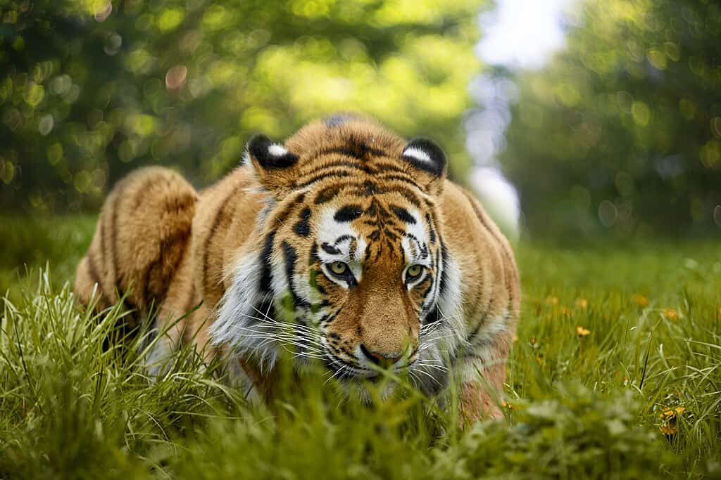 amur siberian tiger