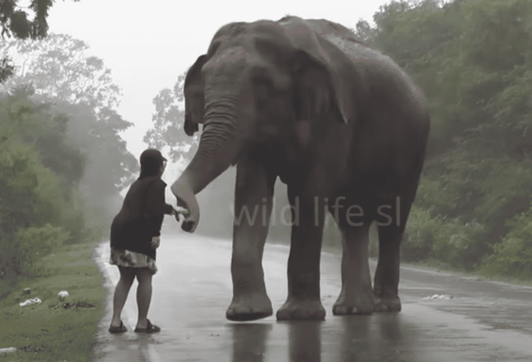 Fearless Woman & A Wild Elephant