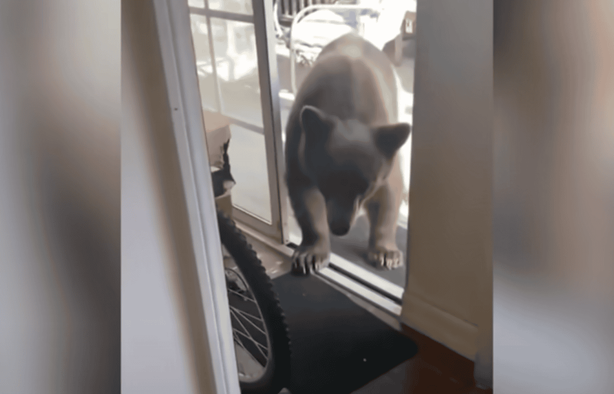 bear in kitchen