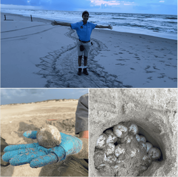 Massive Leatherback Turtle Discovered Nesting on South Carolina Beach