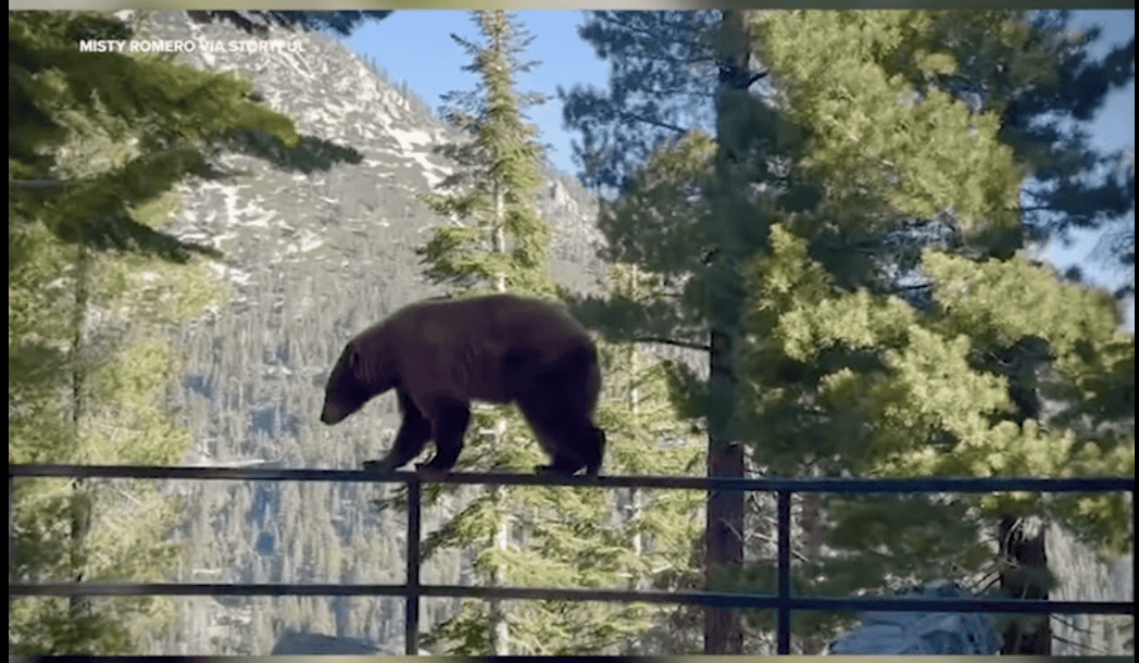 Balancing bear