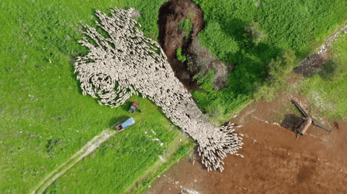 - "Incredible Drone Footage Captures Massive Herd of 1,000 Sheep on the Move"