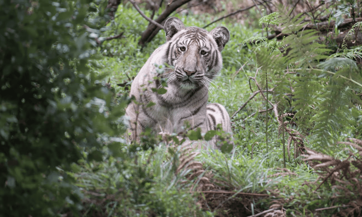 Rare 'Pale Tiger' Spotted in the Wild