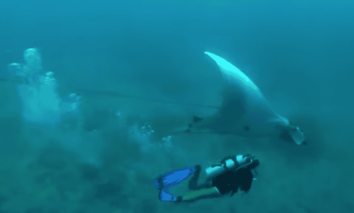 Divers Free Giant Oceanic Manta-Ray from Tangled Nets in Maldives