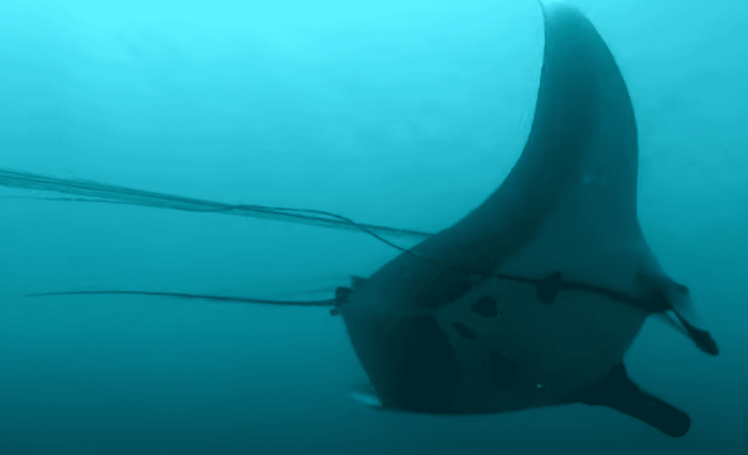 Divers Free Giant Oceanic Manta-Ray from Tangled Nets in Maldives