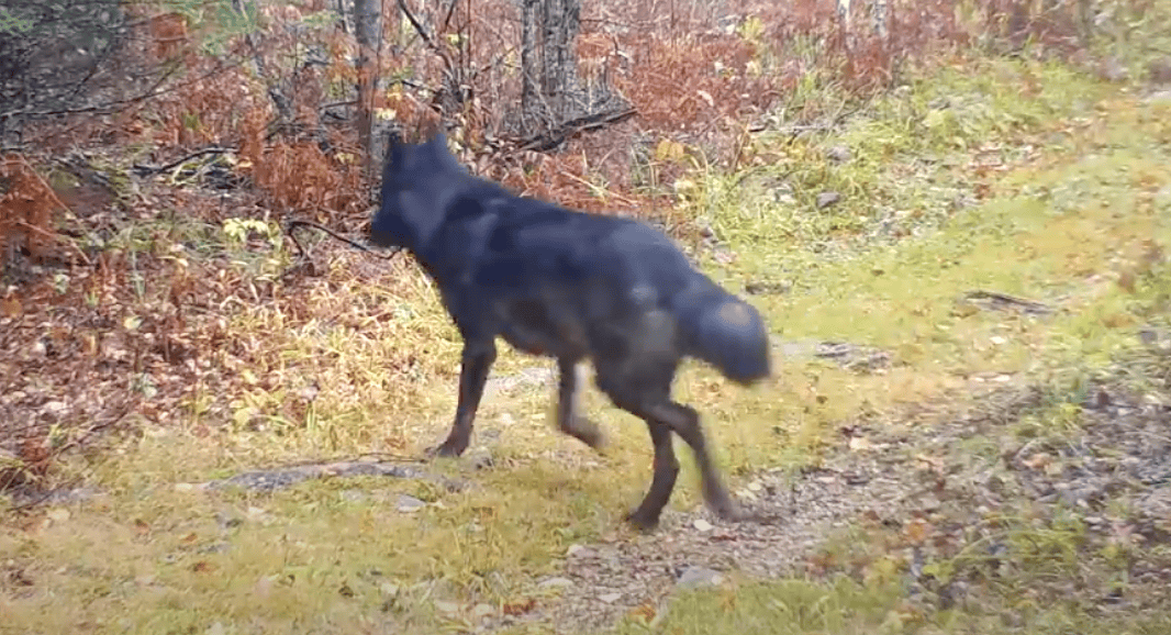 Almost Entirely Black Wolf Pack Discovered in Northern Minnesota
