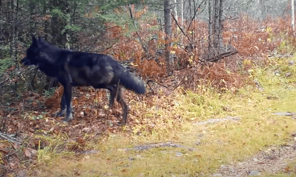Almost Entirely Black Wolf Pack Discovered in Northern Minnesota. 