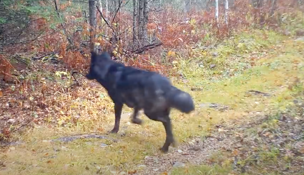 Almost Entirely Black Wolf Pack Discovered in Northern Minnesota. 