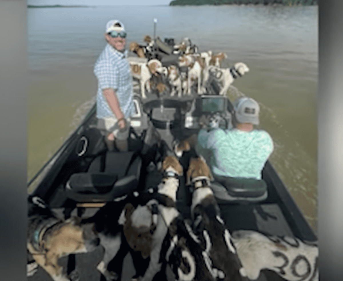 fishermen saves dogs