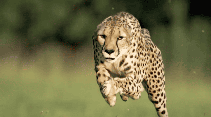 Cincinnati Zoo Cheetah Sets New World Speed Record in 100 Meter Run 