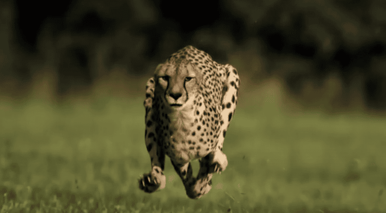 Cincinnati Zoo Cheetah Sets New World Speed Record in 100 Meter Run