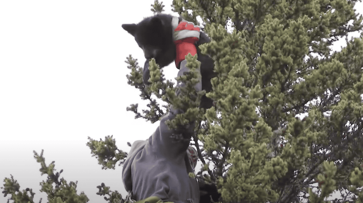 Bear Cubs Rescued from Huge 70ft Tree in British Colombia