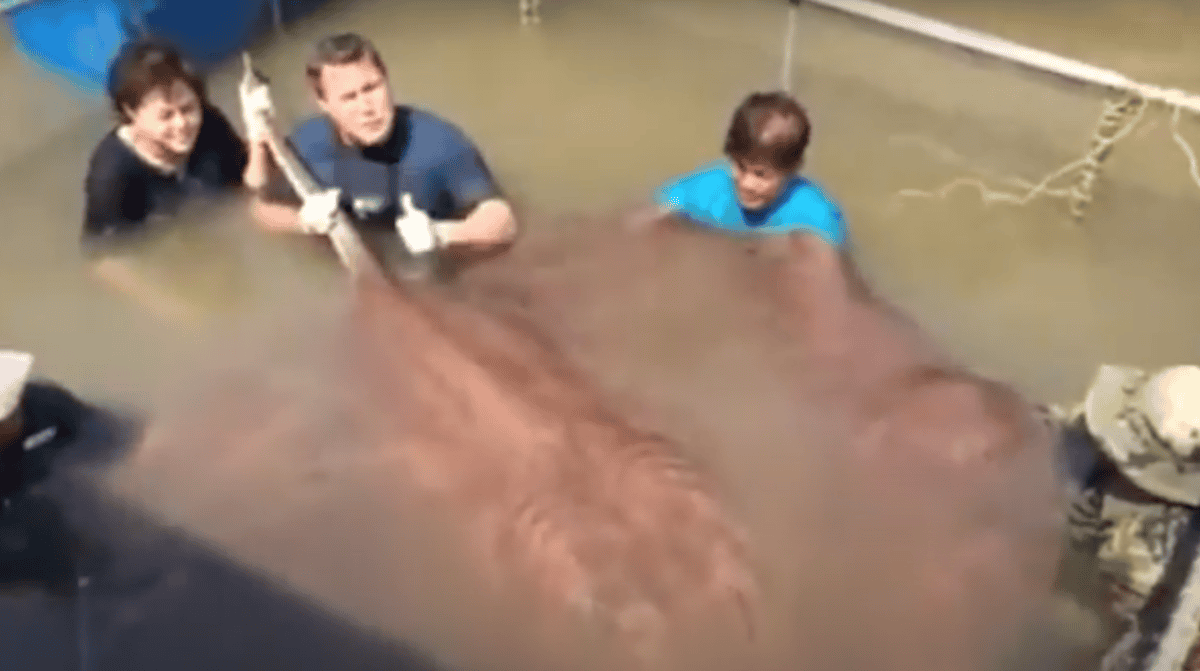 Largest Recorded Stingray Caught in Thailand (800 Pounds)