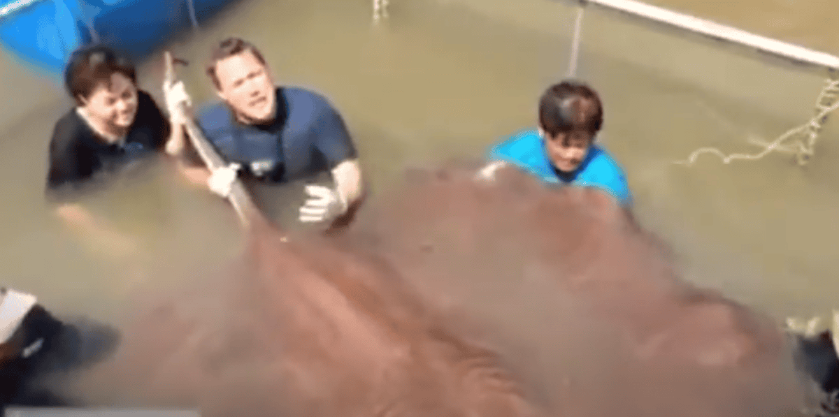 Largest Recorded Stingray Caught in Thailand (800 Pounds). 
