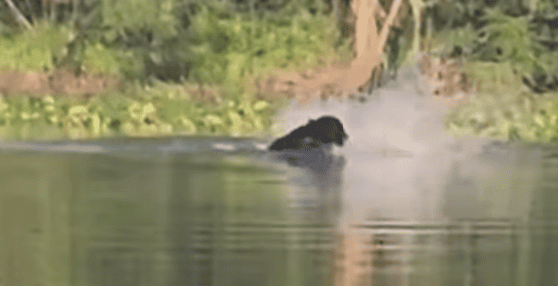 Bear Rumbles With Two Gators In Florida River