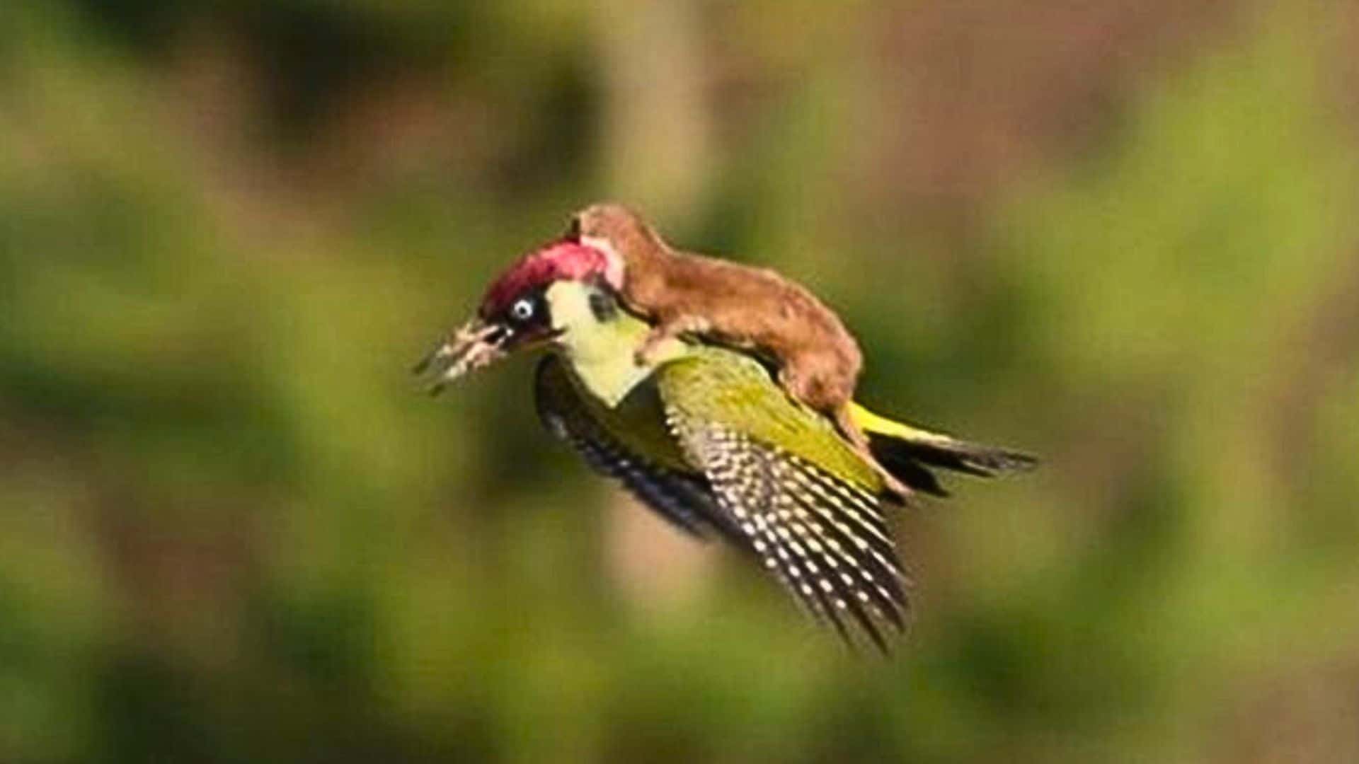 Weasel Photographed Riding on a Green Woodpecker