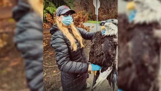 Bald Eagle gets Electrocuted in West Seattle, Knocking Out Power in Neighborhood