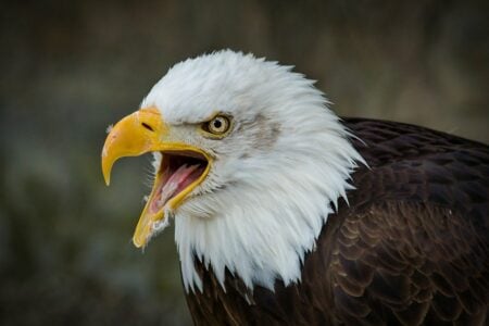Do Bald Eagles Eat Prairie Dogs? Witnessed In Boulder County
