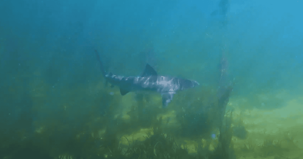 Bronze whaler shark off south australia