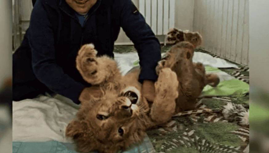 Simba the Russian lion cub rescued