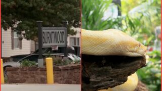 python eats cats in Oklahoma
